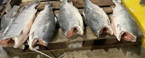 Cá hồi - Đại Lý Cá Hồi Nhập Khẩu Giá Tốt